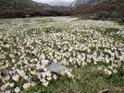 Krokus Pracht in Plakoseli